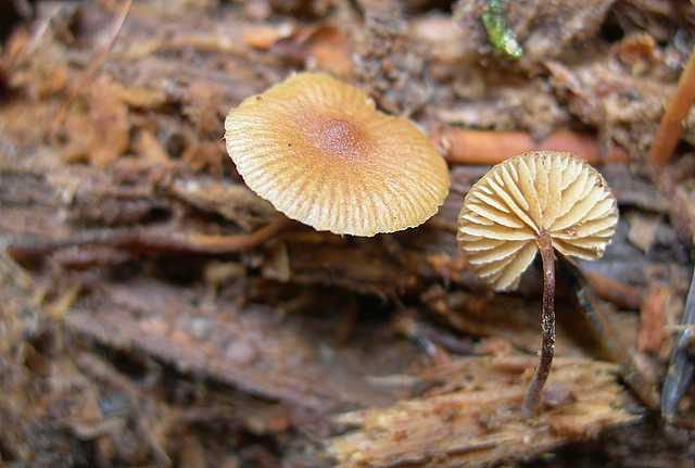 La flora micologica del Leymenthal